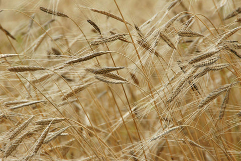 Is It Really Gluten-Free?