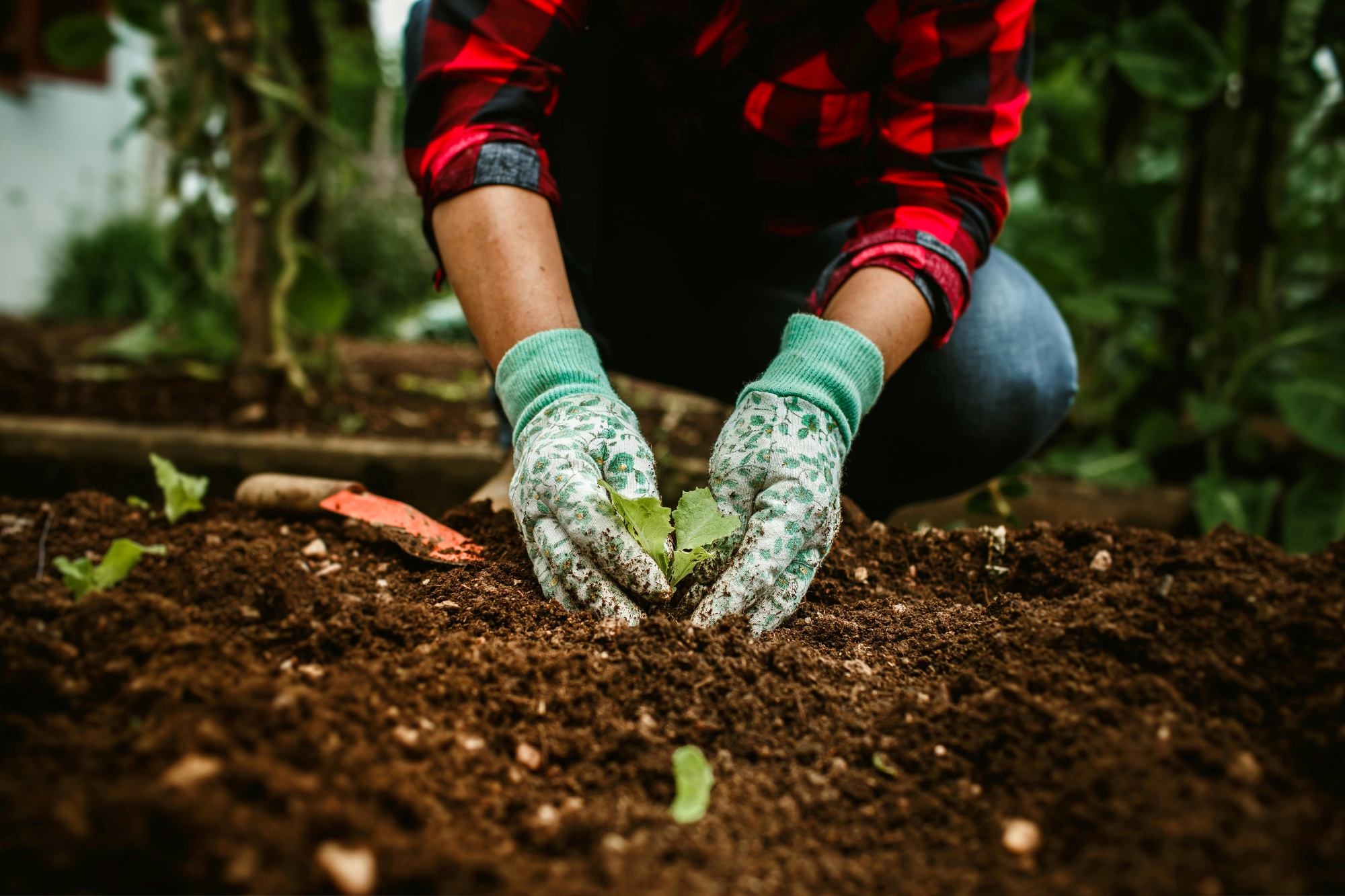 A person planting a seedling in dirt
