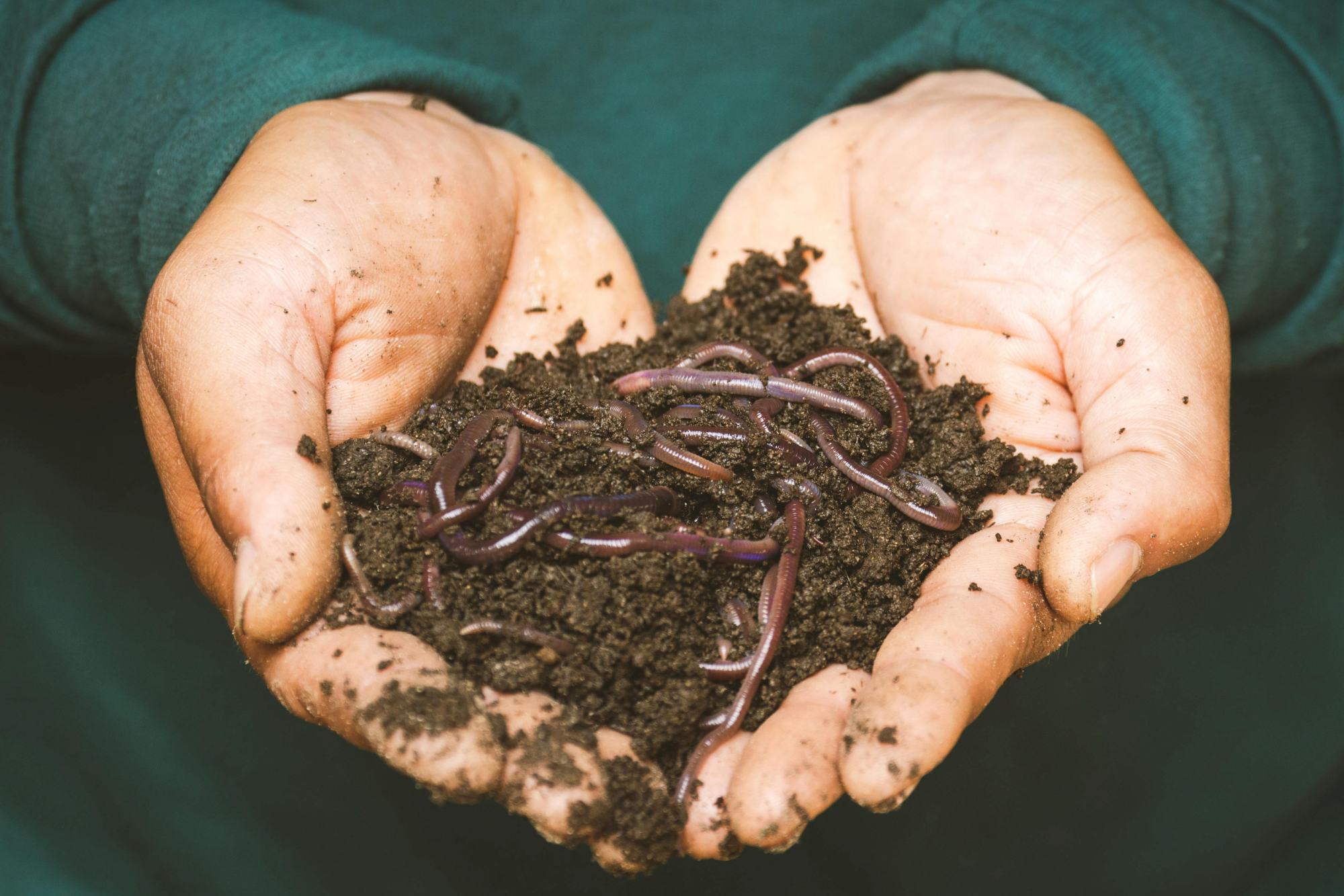 A person holding out their hands holding dirt and worms